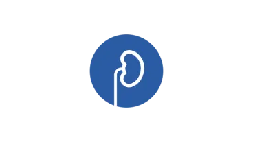 Kidney line illustration